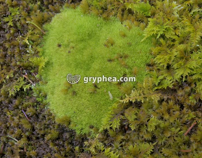 Mousse sur sol forestier (Leucobryum glaucum) - gryphea.org